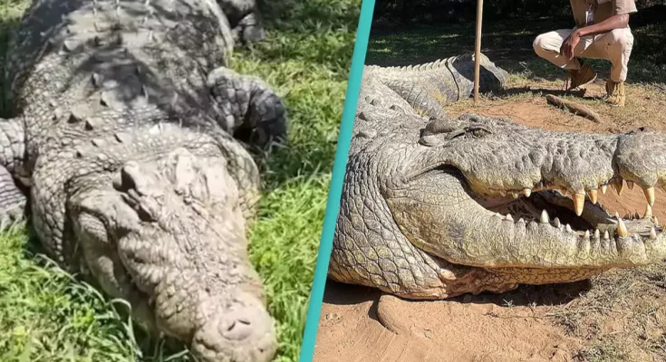 World’s oldest crocodile has six girlfriends and fathered over 10,000 babies