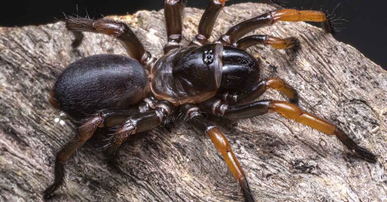 Super-size trapdoor spider discovered in Australia