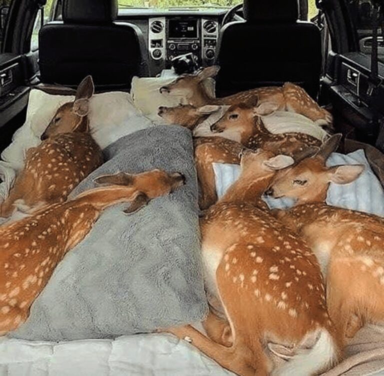 A nice woman leaves a note to save a baby deer who was sleeping beneath a tire.