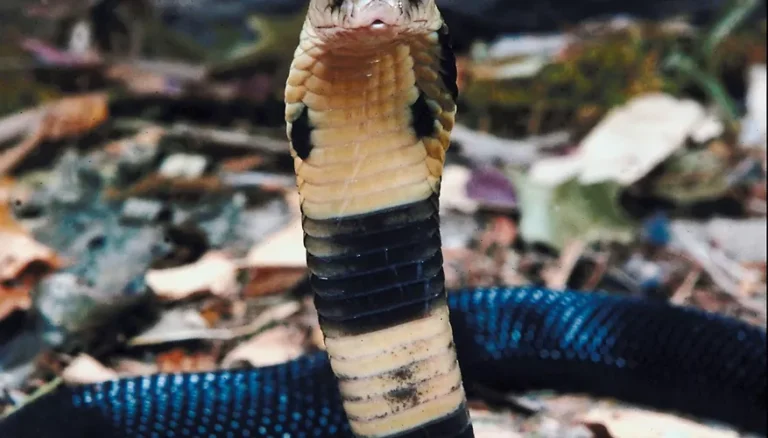 10 Worst Snakes as Pets