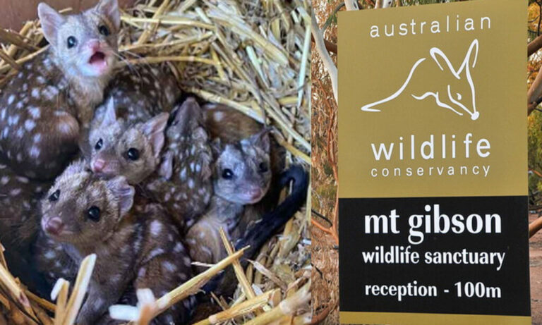 They Found These Spiky Newborn Animals And Were Shocked When They Learned What They Were
