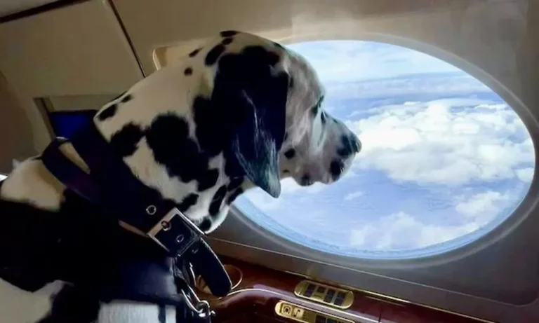Dogs and cats are permitted in the cabins of the airline