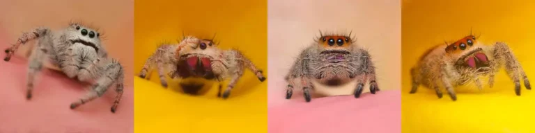 Jumping Spiders: The Care & Keeping of 8-legged Cats