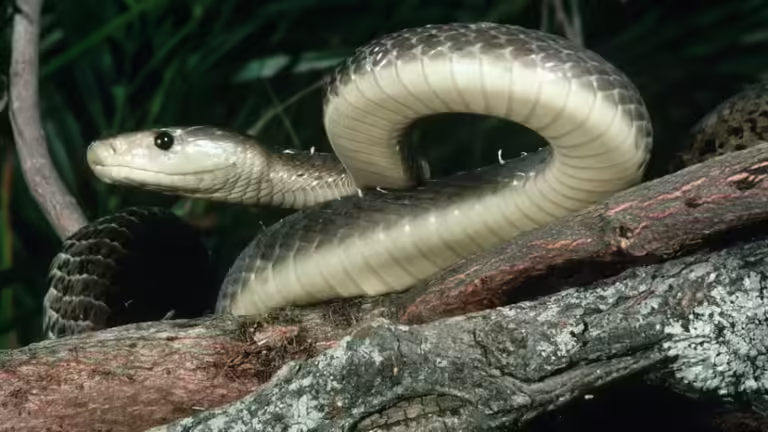 Black Mamba Fact vs. Fiction: Mythical Size and a Kiss of Death