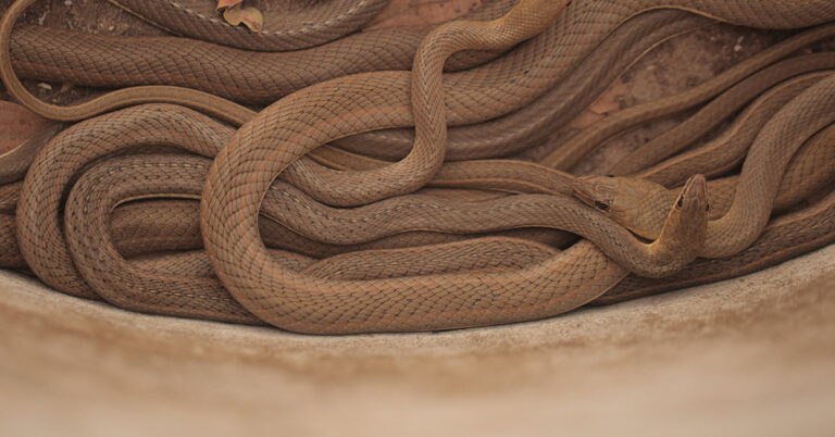 Snakes invade ceiling of family’s rental house, landlord allegedly says it’s not his problem