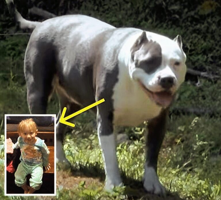 Days after the 2-year-old disappears, a man opens the door and discovers that the pit bull had the young girl.