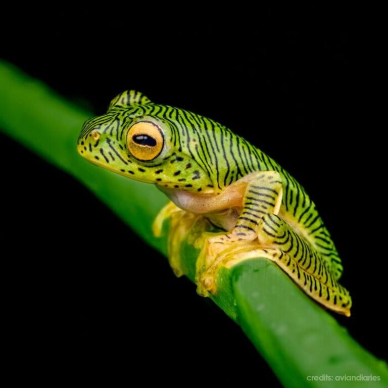 Photographer Captured 45 Macro Shots To Showcase The Hidden Charm Of Frogs