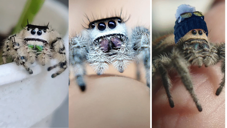 10 Amazing, Beautiful, TERRIFYING Spiders
