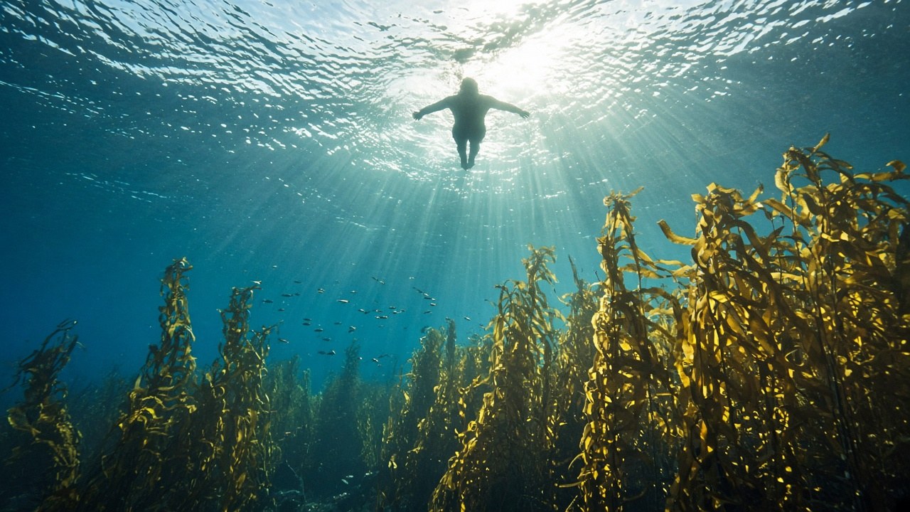A swimmer seen from below above a kelp forest